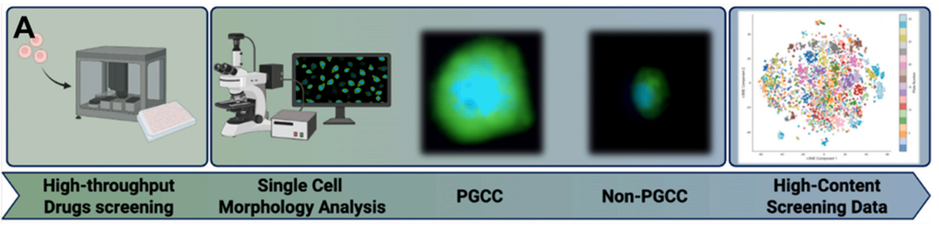 Graphical abstract: a high-throughput drug screening workflow feeding single-cell morphology analysis, contrasting a polyploid giant cancer cell with a non-PGCC, ending in a high-content screening data plot